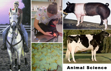 Animal Science Collage